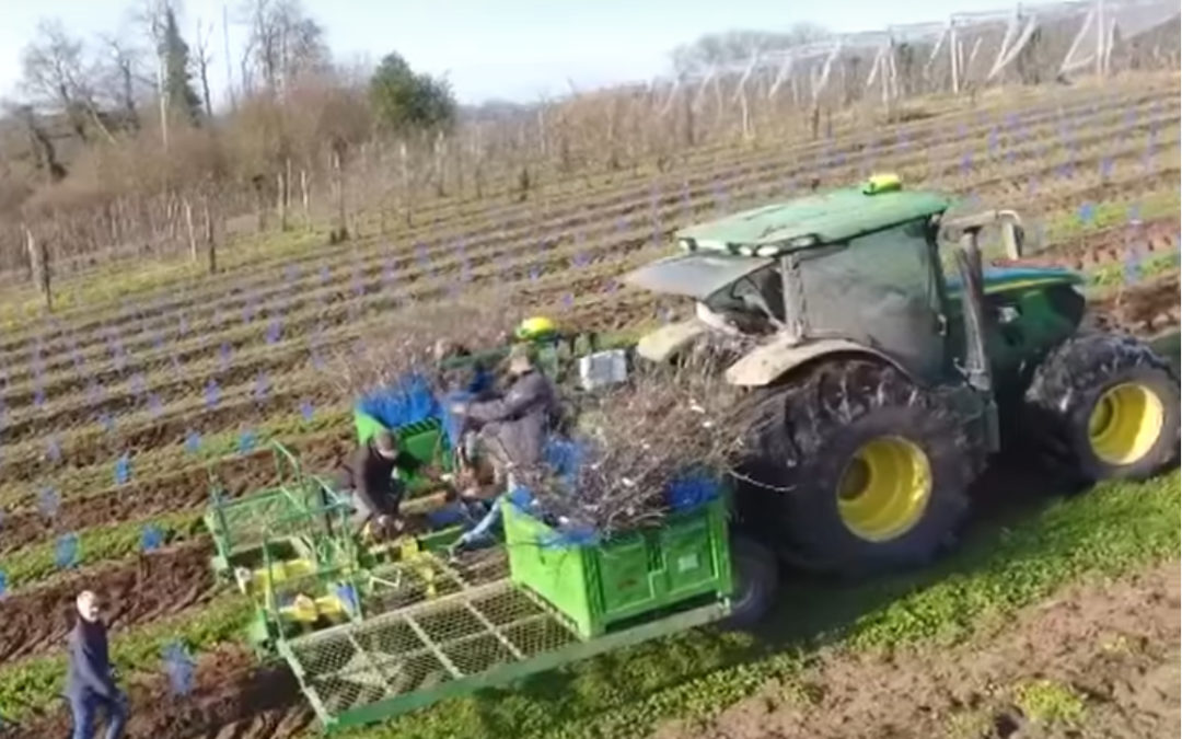 Plantation de pommiers en vidéo